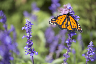 Maak van je tuin een vlinderparadijs