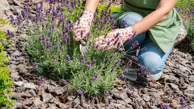 Tips voor het snoeien van lavendel