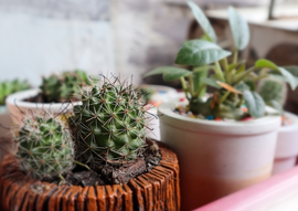 Cactussen en vetplanten | Tuincentrum De Schouw