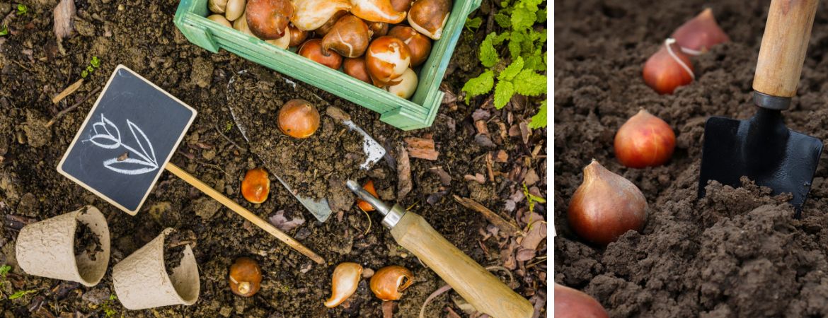 Tuincentrum De Schouw | Tips voor een kleurrijke border met bloembollen