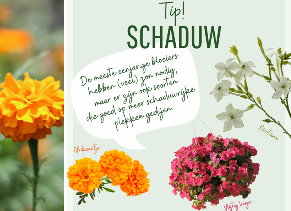 Tuincentrum De Schouw | Perkplanten