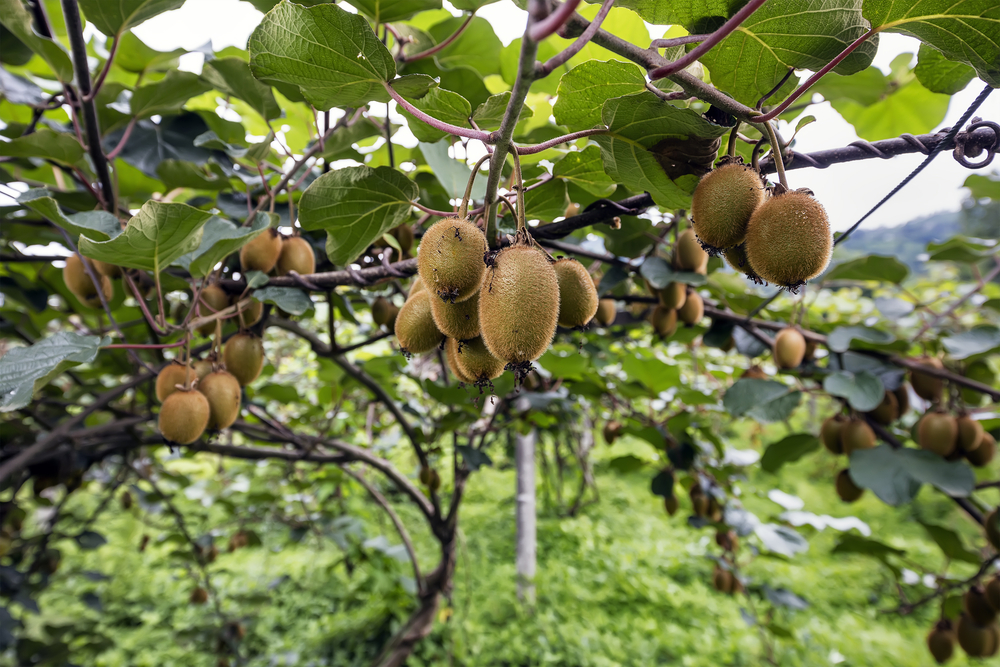 Kiwi fruitboom 