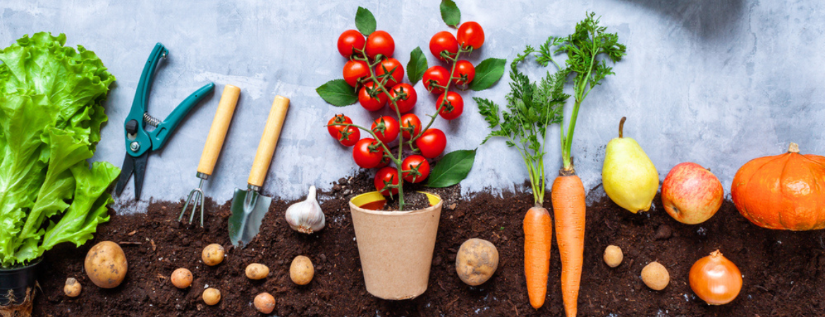 Tuincentrum De Schouw | Tijd om aan de slag te gaan in de moestuin