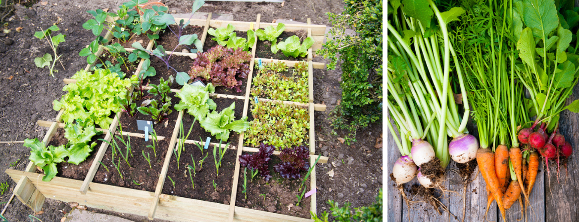 Tuincentrum De Schouw | Tijd om aan de slag te gaan in de moestuin!