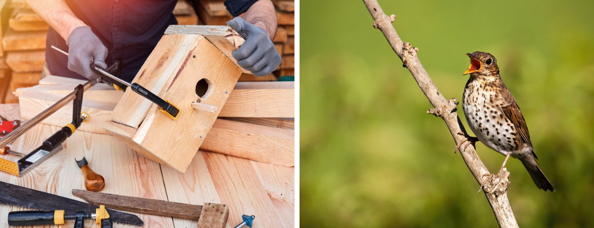 Tuincentrum De Schouw | Wat is de juiste nestkast voor vogels in de tuin?