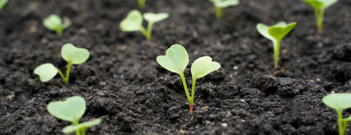 Tuincentrum De Schouw | Zaden