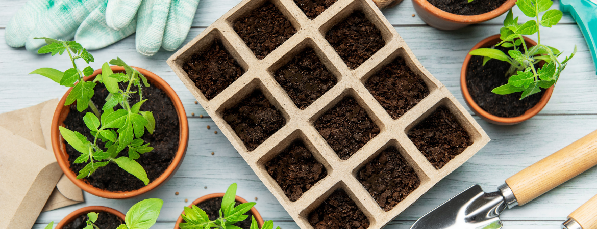 Tuincentrum De Schouw | Zaden