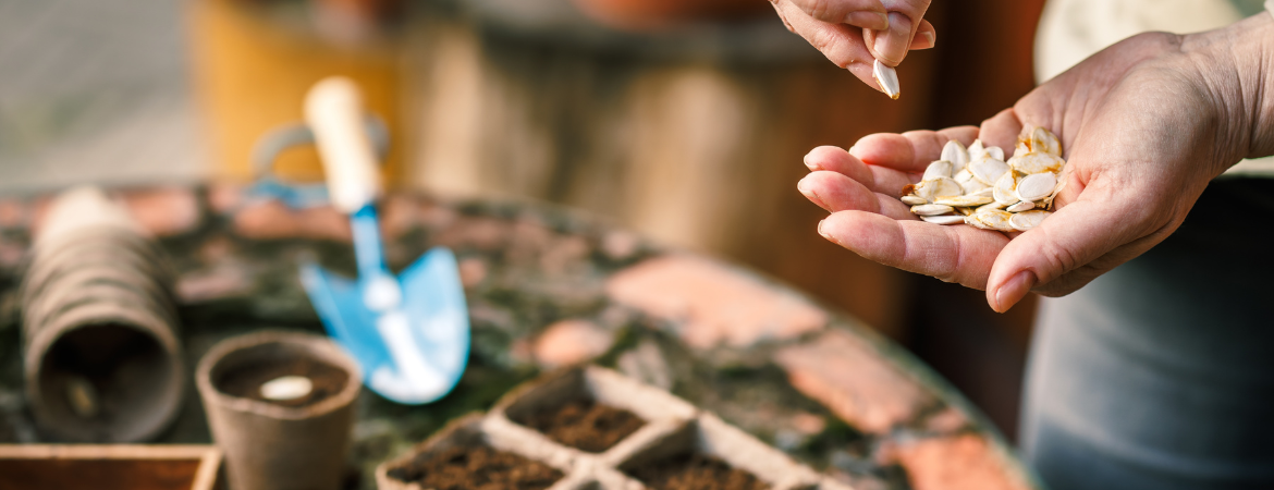 Tuincentrum De Schouw | Zaden