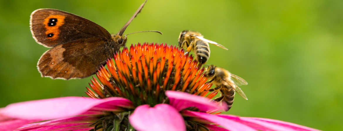 Tuincentrum De Schouw | Bij- en vlindervriendelijke planten