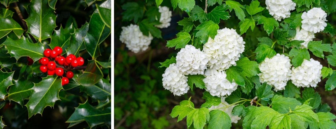 Tuincentrum De Schouw | Inheemse planten