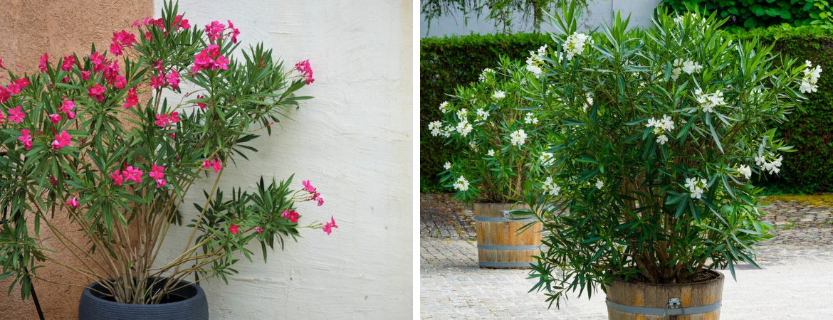 Tuincentrum De Schouw | Oleander