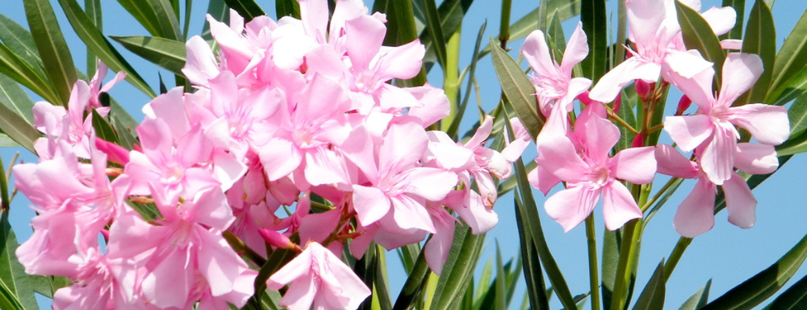 Tuincentrum De Schouw | Oleander