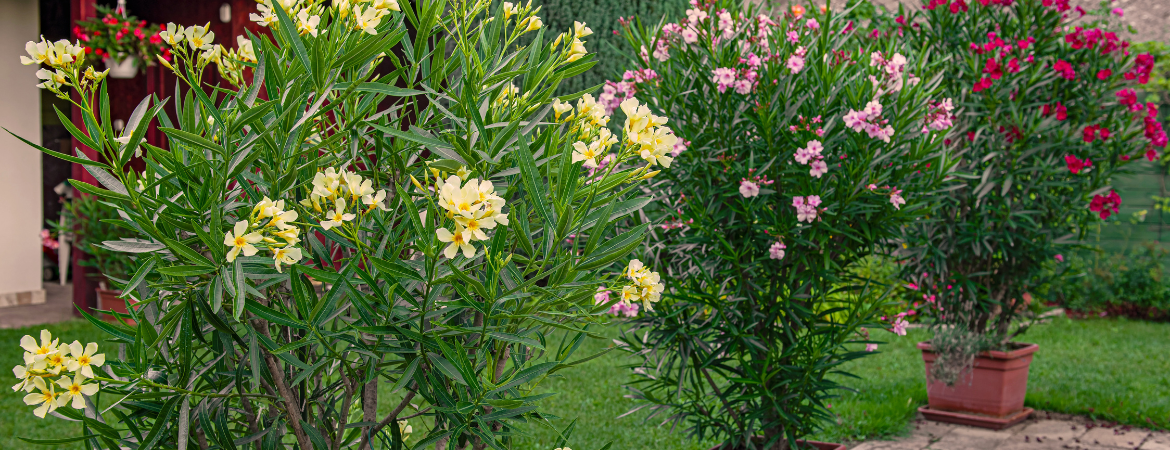 Tuincentrum De Schouw | Oleander