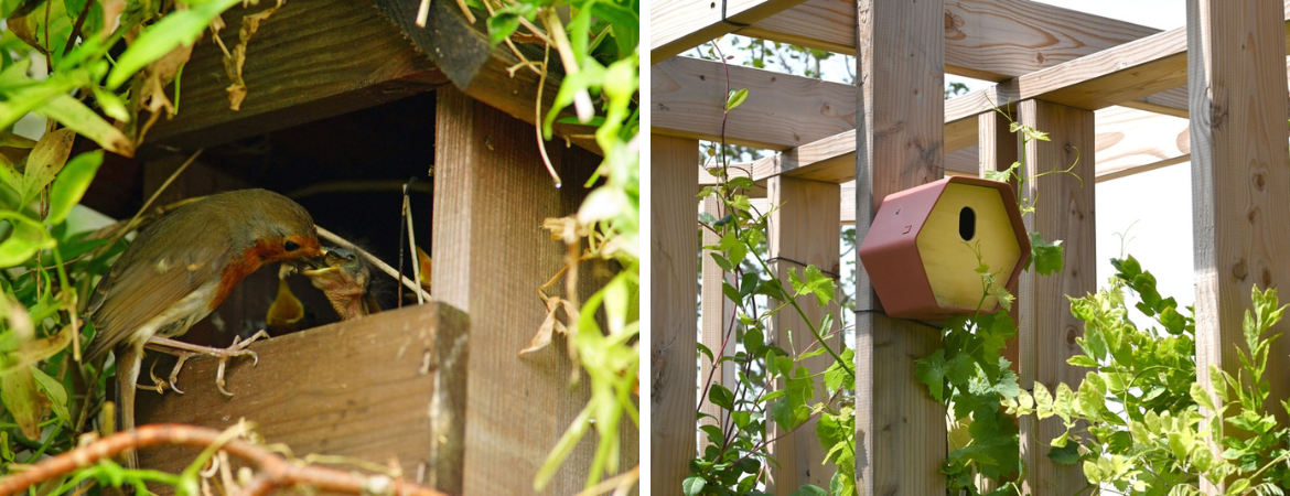 Tuincentrum De Schouw | Wat is de juiste nestkast voor vogels in de tuin?
