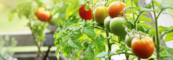 Tuincentrum De Schouw | Veelgestelde vragen over de moestuin