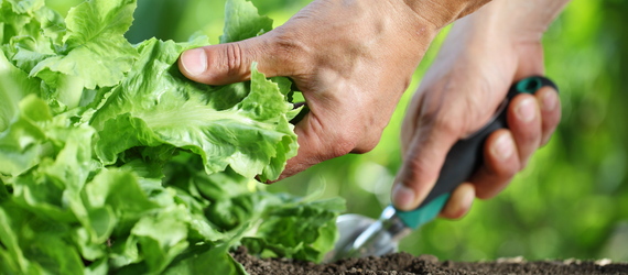 Tuincentrum De Schouw | Veelgestelde vragen over de moestuin