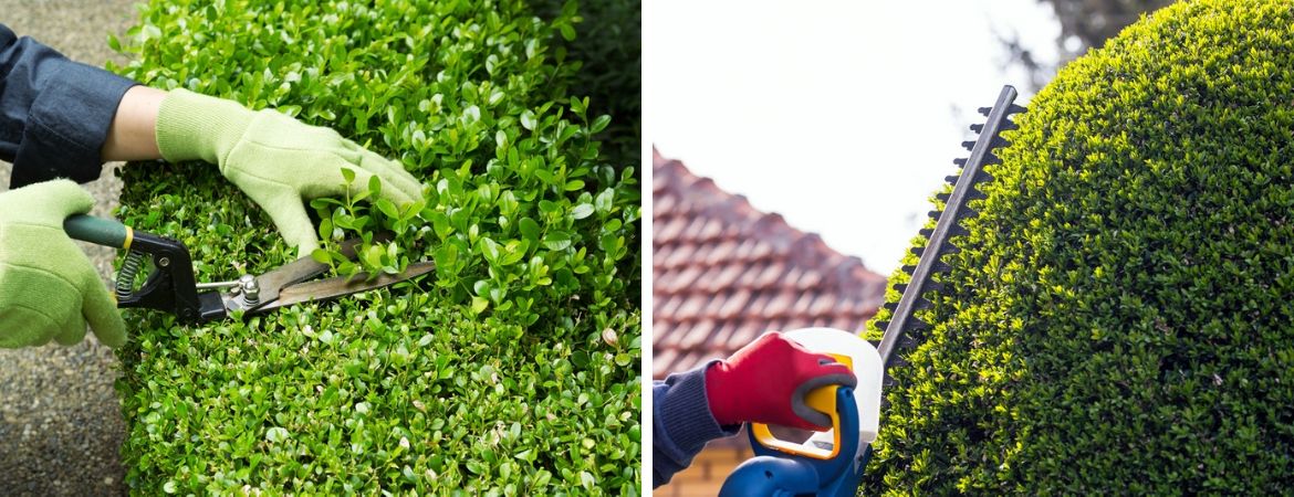 Bomen, heesters en coniferen koopt u bij Tuincentrum De Schouw in Houten