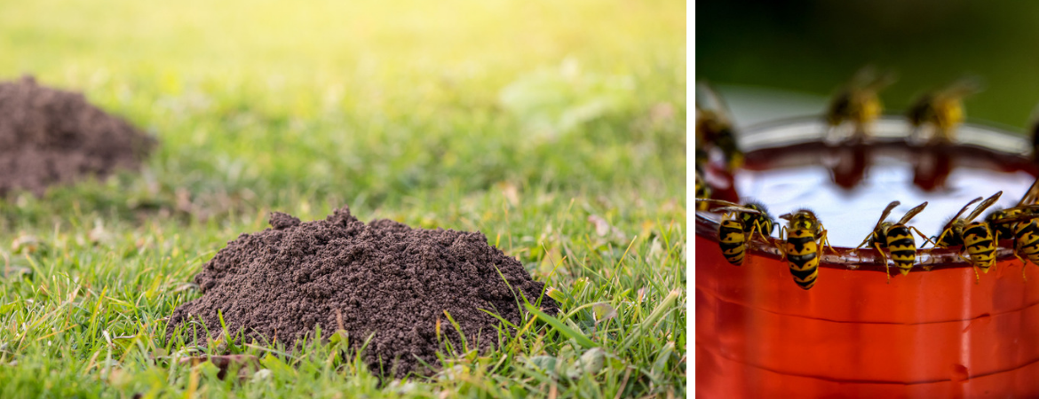 Plagen in de tuin bestrijden 