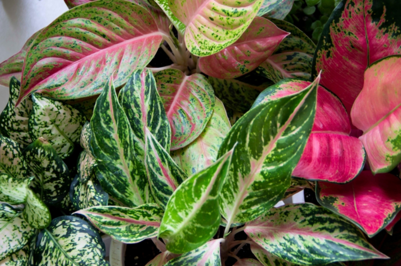 Aglaonema | Tuincentrum de Schouw