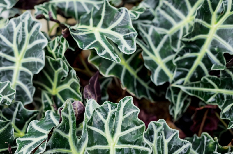 Alocasia amazonica | Tuincentrum de Schouw