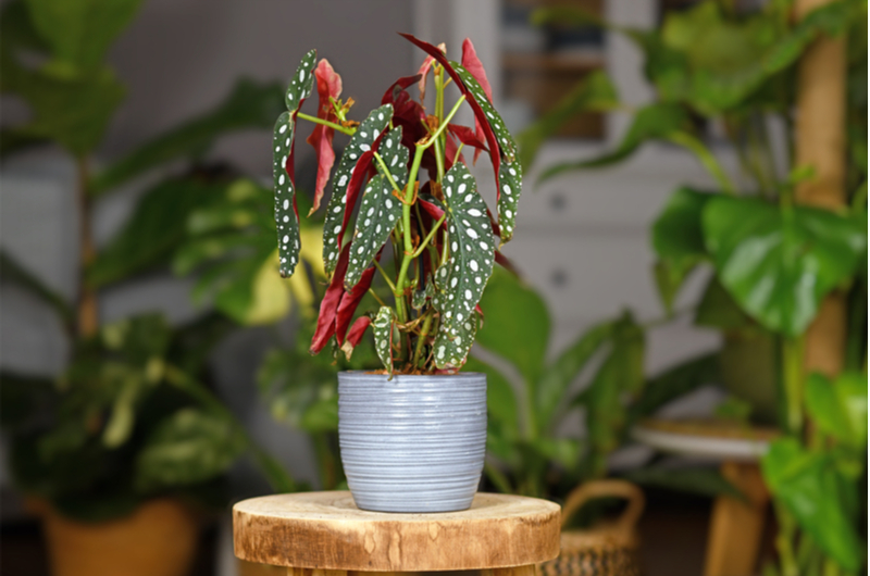 Begonia maculata | Tuincentrum de Schouw