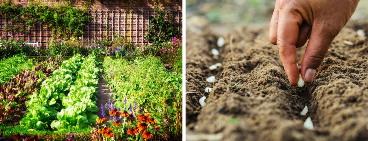 Biodiversiteit in de tuin verbeteren Tuincentrum De Schouw