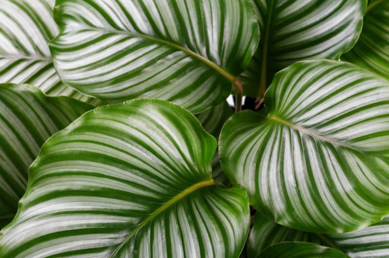 Calathea orbifolia | Tuincentrum de Schouw