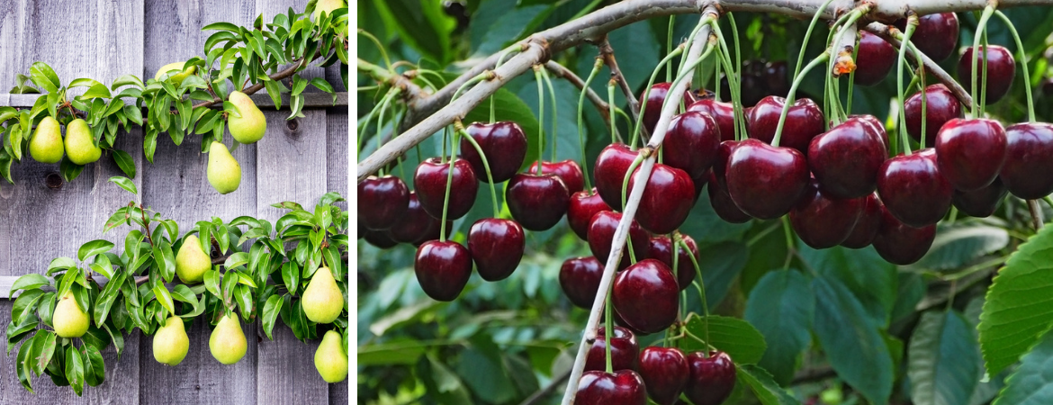 Tuincentrum De Schouw | Fruit | Fruitbomen | Fruitstruiken