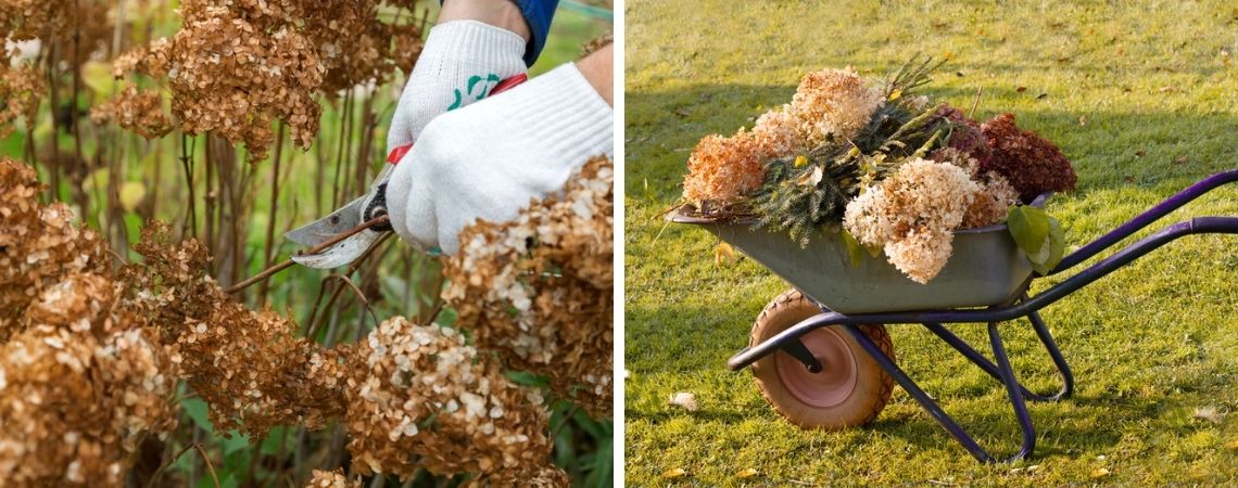 Hortensia snoeien | Tuincentrum De Schouw | Houten