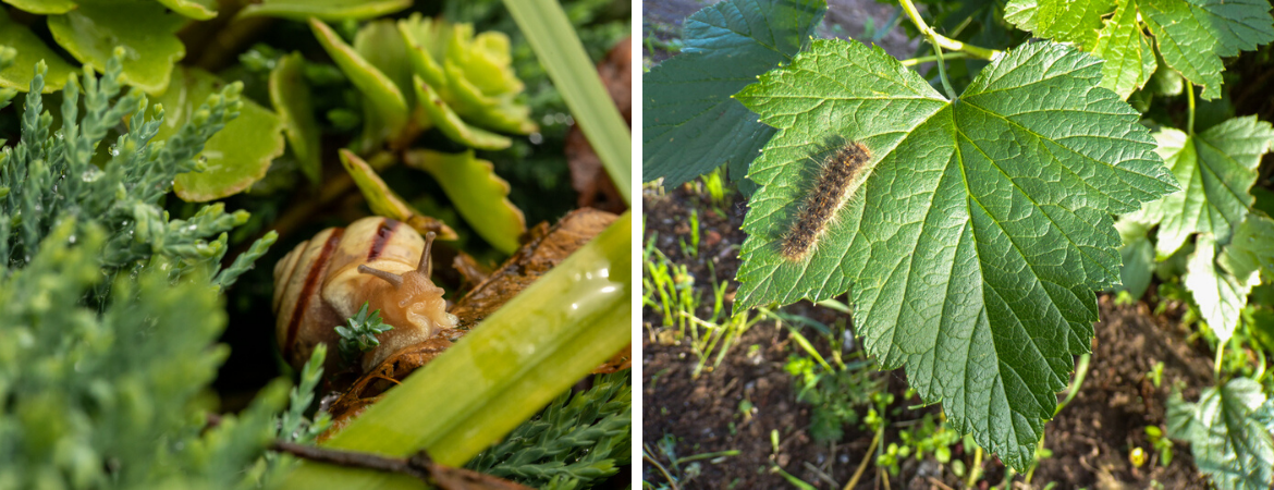 Insecten en slakken bestrijden | De Schouw