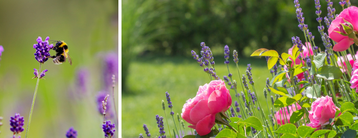 Tuincentrum De Schouw | Lavendel | Lavendel snoeien