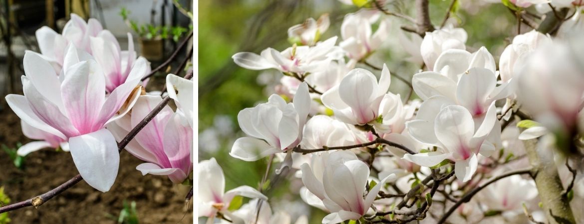 Tuincentrum De Schouw | Magnolia | Magnolia kopen | Houten