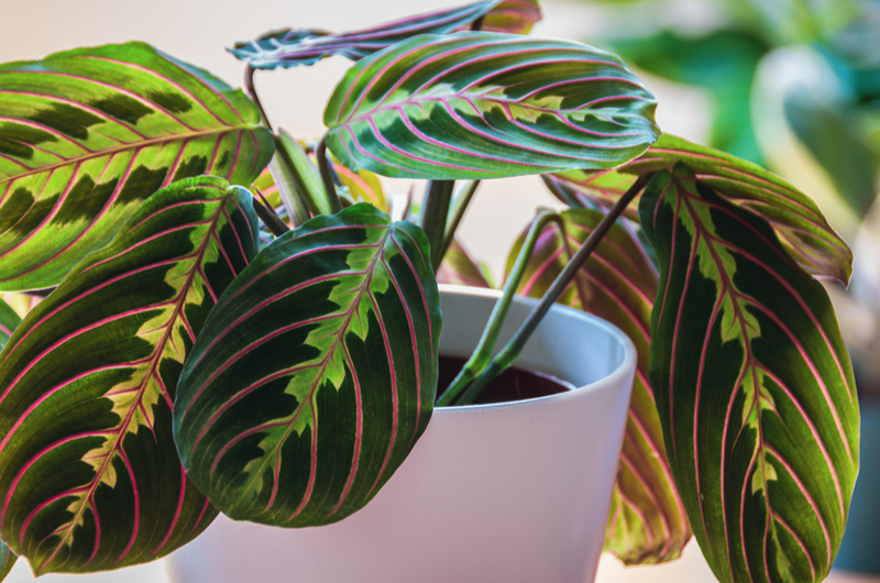 Maranta leuconora | Tuincentrum de Schouw