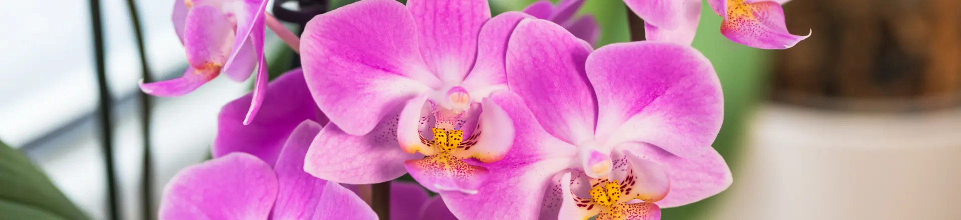 Bloeiende kamerplanten
