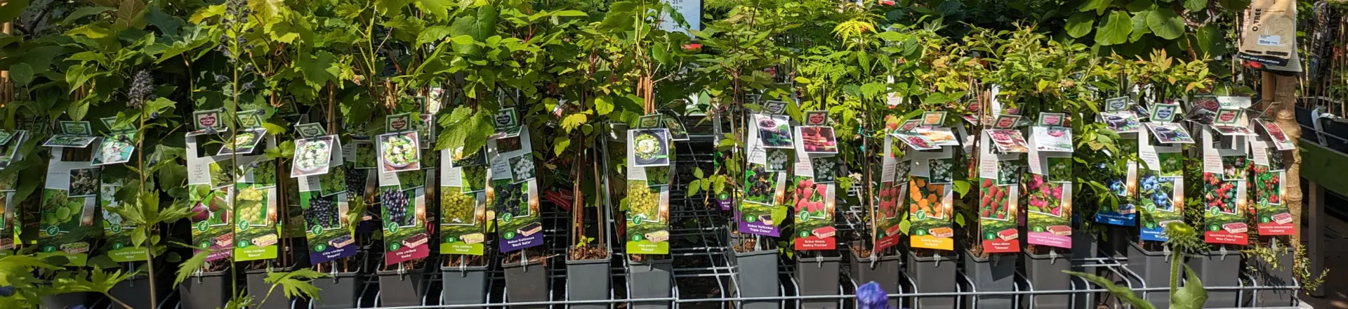 eigen oogst? altijd goed te pruimen!