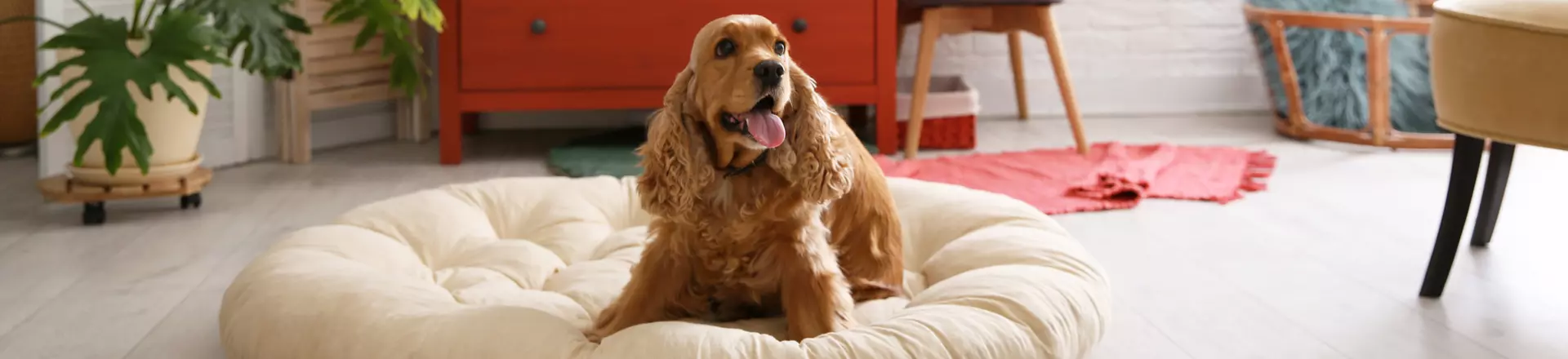 alles voor jouw huisdier