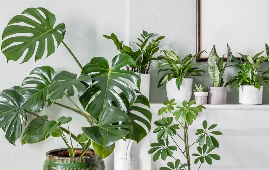 Kamerplanten