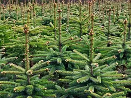 Kerstbomen