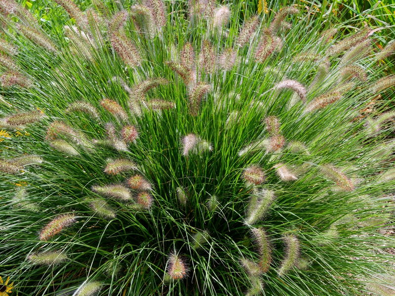 Siergrassen: perfecte herfststoppers