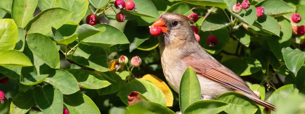 Vogels