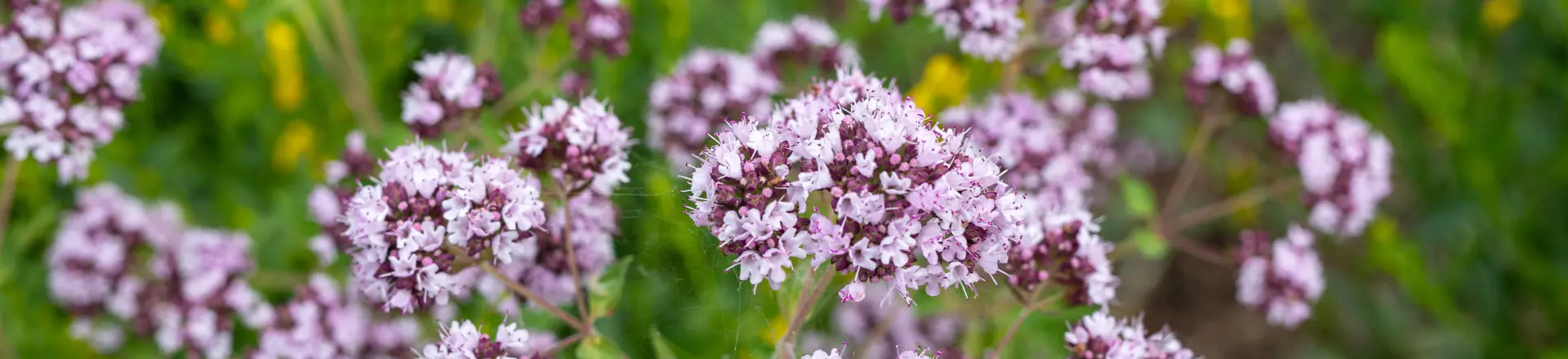 Wild & Inheemse plantenactie