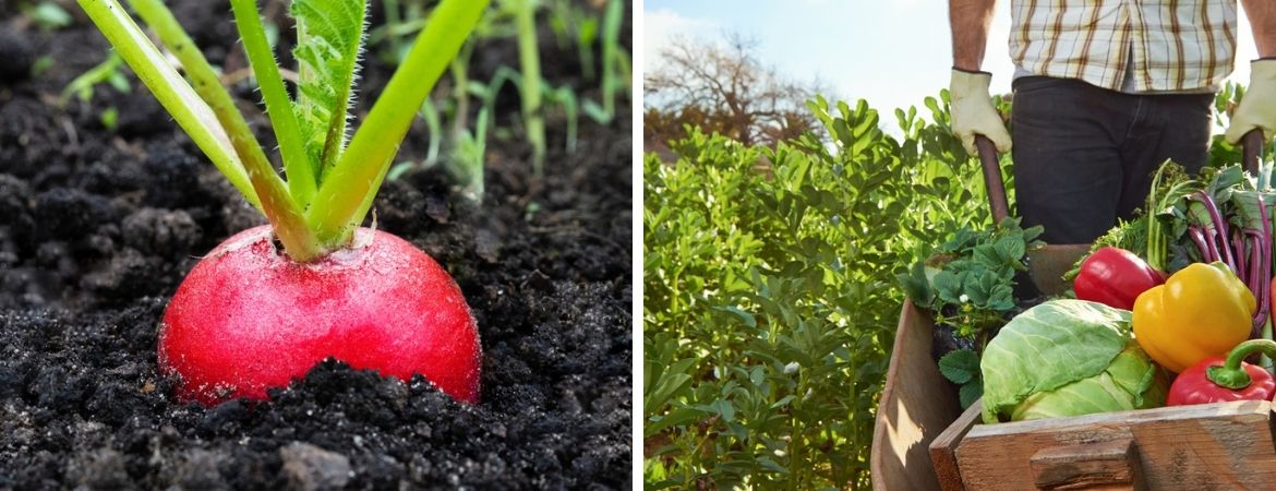 Moestuin-aanleggen-groenten