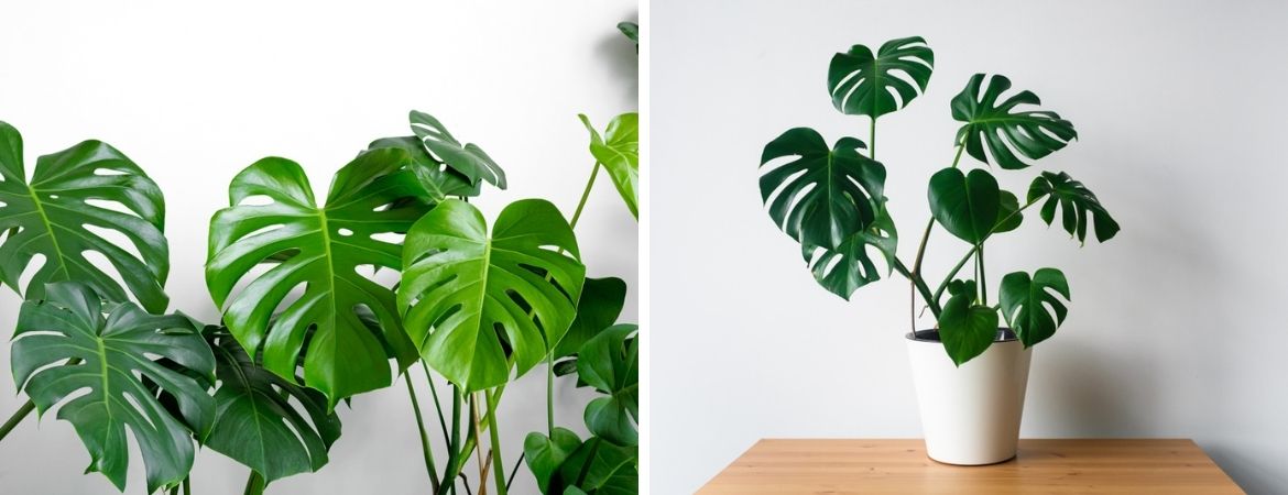 Tuincentrum De Schouw | Monstera 