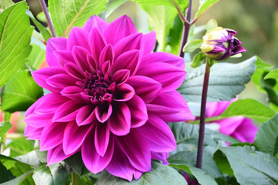 15 tuintips voor de maand juli