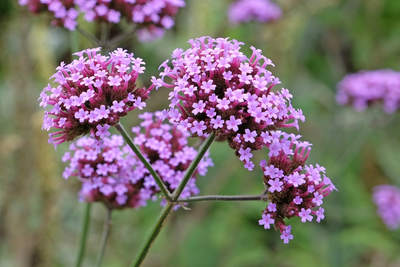 15 tuintips voor de maand mei