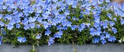 15 tuintips voor de maand mei