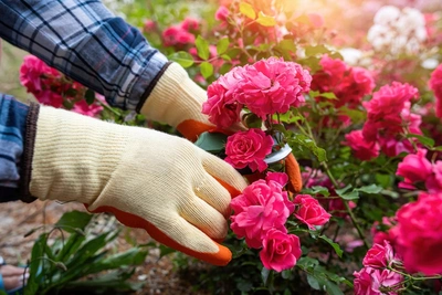 15 tuintips voor juni