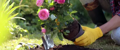 15 tuintips voor juni