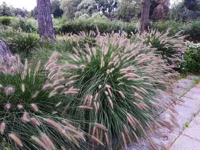 5 makkelijke en mooie siergrassen die je nu kunt planten