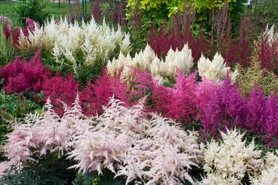 5 planten voor een tuin in de schaduw